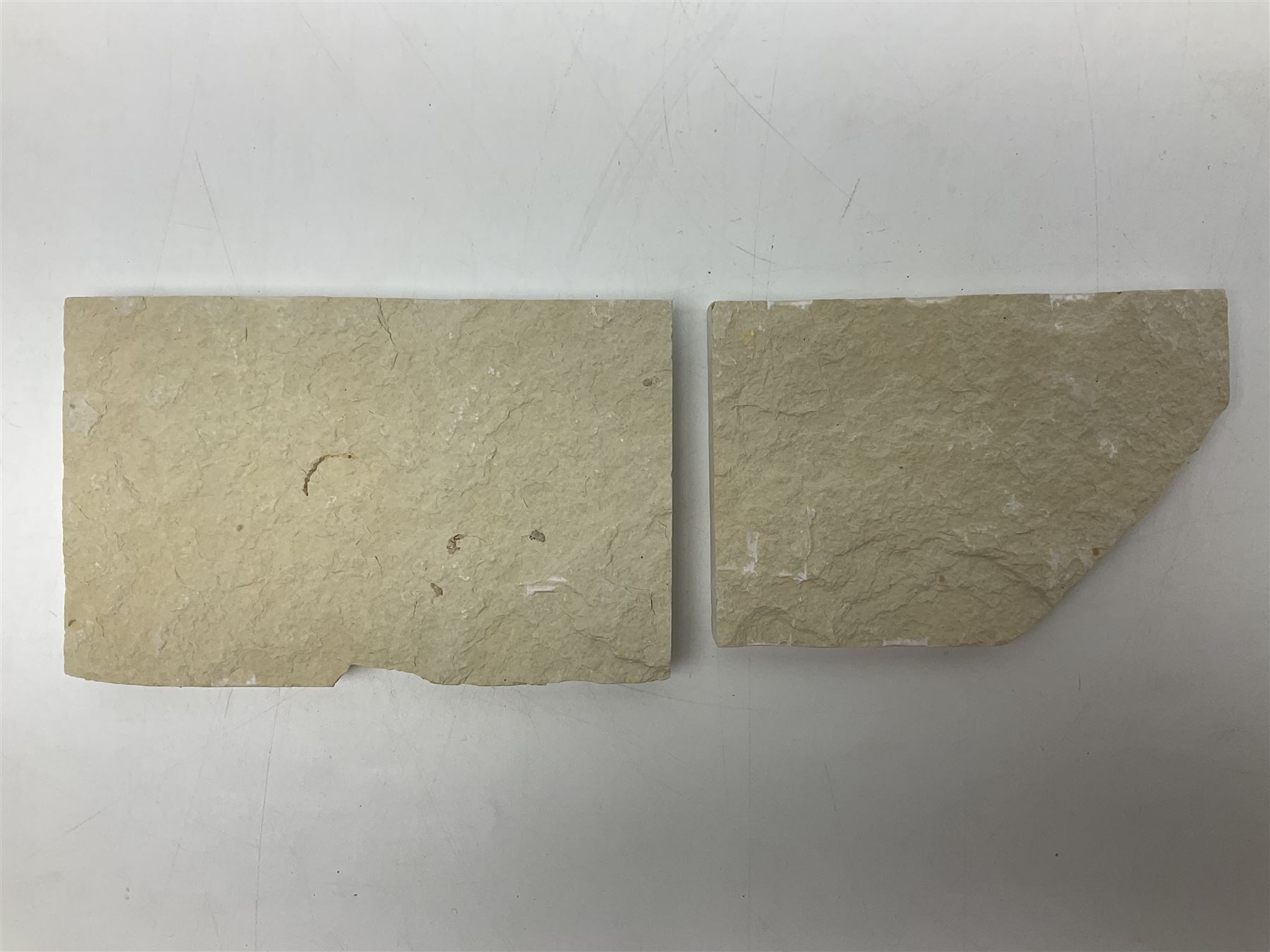 Three fossilised fish (Knightia alta) two in a single matrix, the other in an individual maxtrix, age; Eocene period, location; Green River Formation, Wyoming, USA, largest matrix H9cm, L15cm