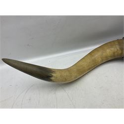 Antlers/horns; Pair of Bull Horns (Bos taurus), a large pair of bull horns mounted with a leather boss, widest span L122cm