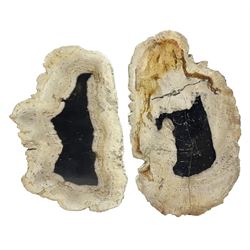 Pair of polished petrified wood slices, sliced in cross-section and polished to both sides, some growth rings still visible and a blackened centre, texture to edges, H17cm, L28cm