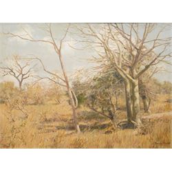 Cecil Thornley Stewart (South African 1881-1967): 'Fever Trees - Eastern Transvaal', oil o...