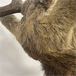 Taxidermy: Red Deer (Cervus elaphus), adult male imperial stag shoulder mount looking straight ahead, ten point antlers, mounted upon a shaped wooden shield, D65cm