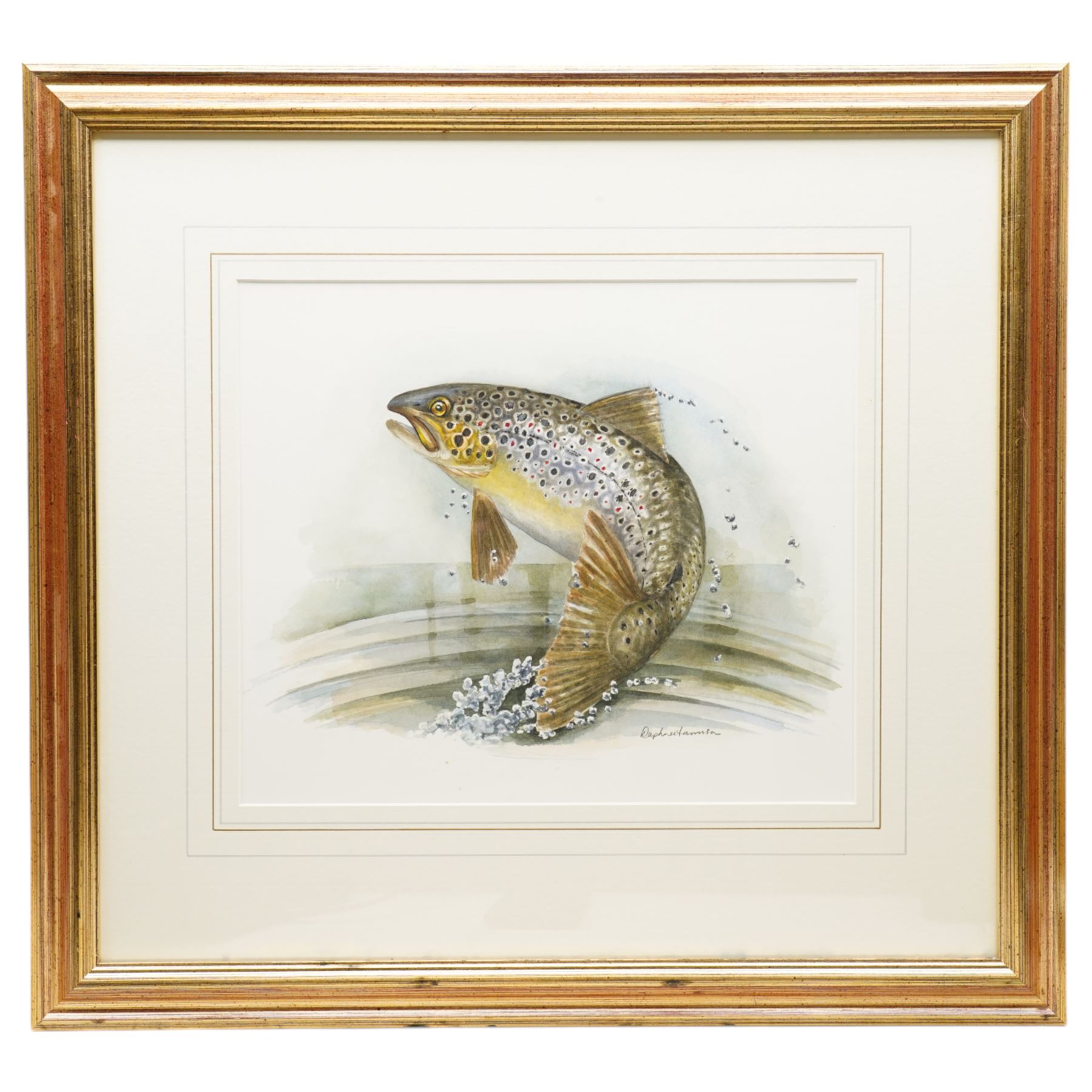 Daphne Harrison (Northern British Contemporary): Brown Trout and Rainbow Trout, pair watercolours signed 31cm x 37cm (2)