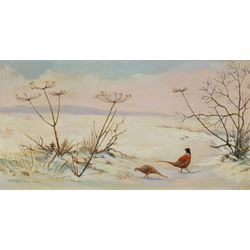 Berrisford Hill (British 1930-): Pheasants in the Snow, oil on board signed 12cm x 24cm