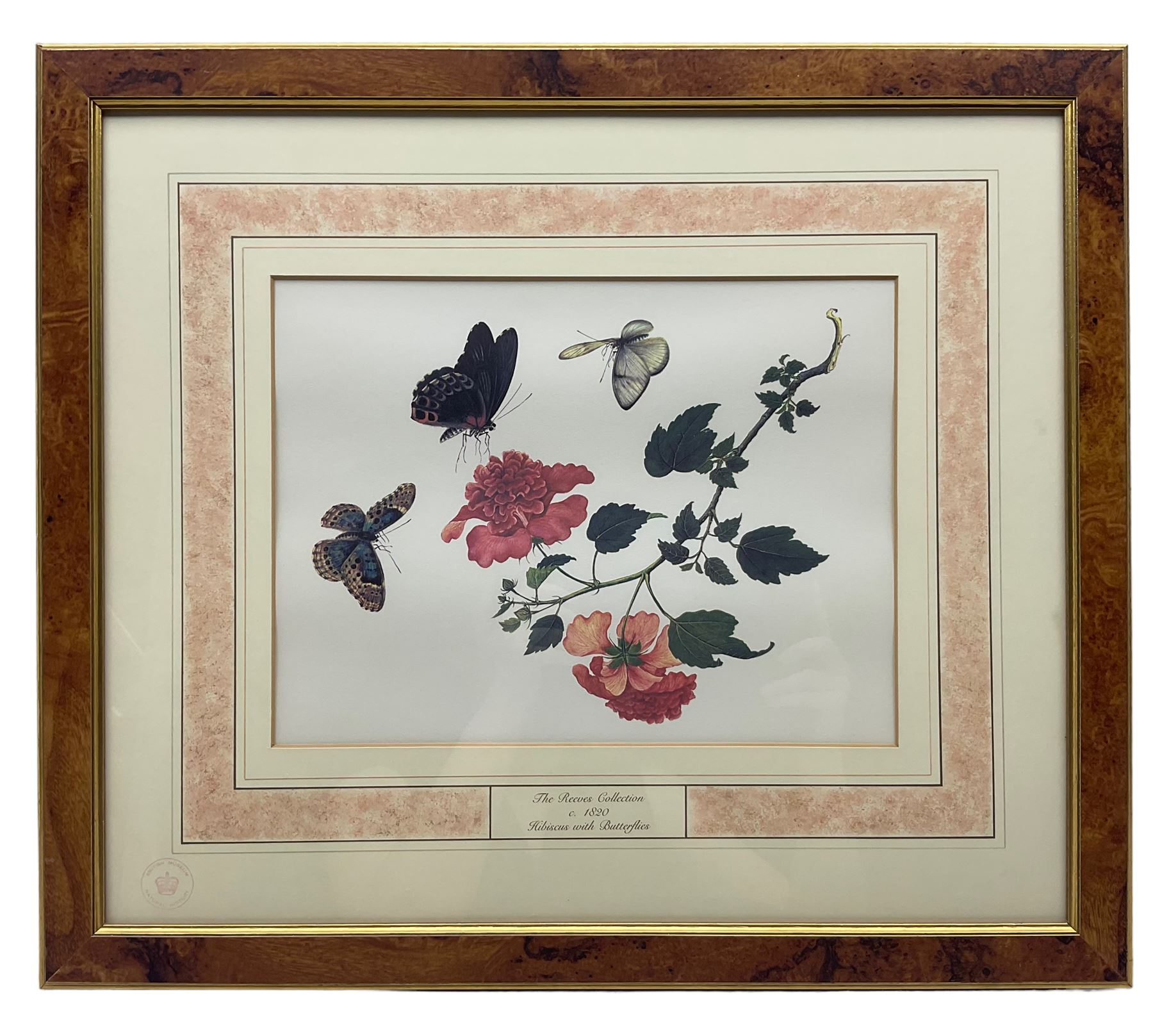 After Franz Andreas Bauer (Austrian 1758-1840): Botanical Studies, set of three limited edition prints for the Natural History Museum together with a set of four other prints from the Reeves Collection with British Museum stamps, certificates verso max 32cm x 21cm (7)