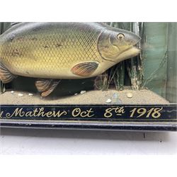 Natural History: Carved wooden carp, hand painted, set above a pebbled river bed with reeds and grasses, set against blue painted back drop, enclosed within an ebonised single panel glass display case, bearing gilt inscription 'Caught by Mathew Oct 8th 1918, L61cm D13cm H36cm 