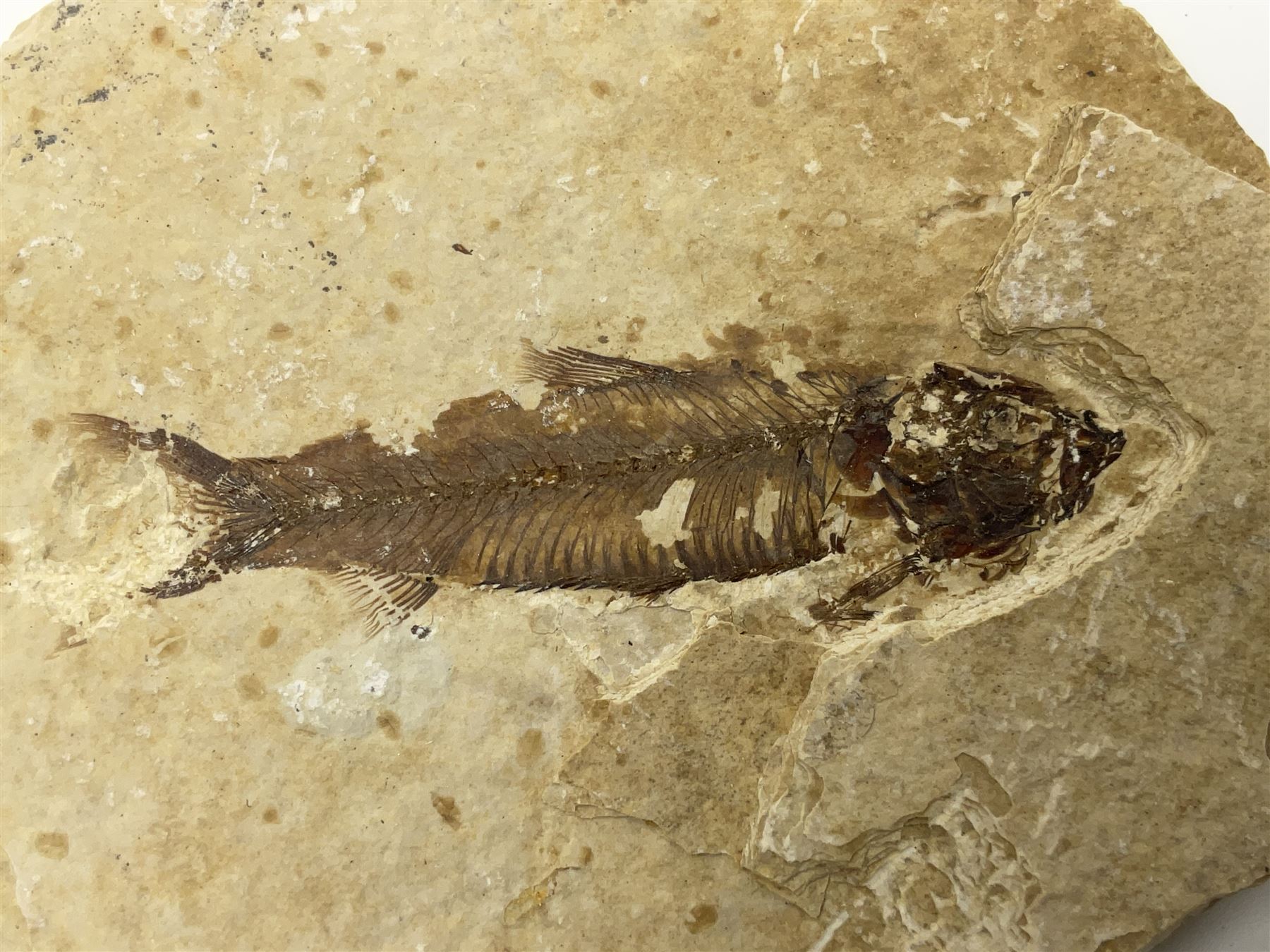 Four fossilised fish (Knightia alta) each in an individual matrix; age; Eocene period, location; Green River Formation, Wyoming, USA, largest matrix H8cm, L10cm
