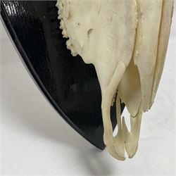 Antlers/Horns: Gemsbok Oryx (Oryx gazella gazella), pair of oryx curved horns on partial skull, mounted on an ebonised shield, H130cm