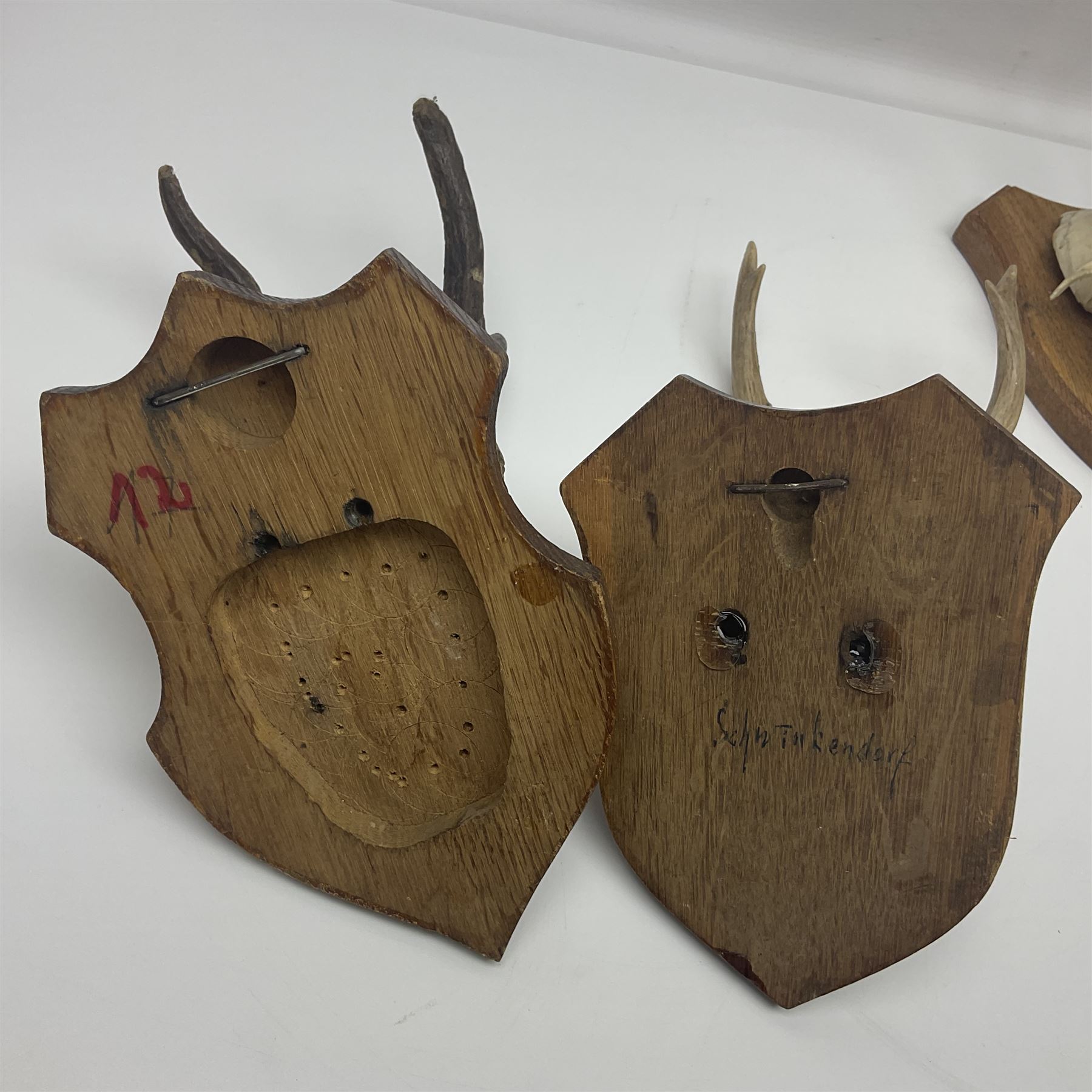 Antlers/Horns: Roe Deer (Capreolus capreolus) ten pairs of roe deer antlers mounted upon wooden shields, shield H19cm 