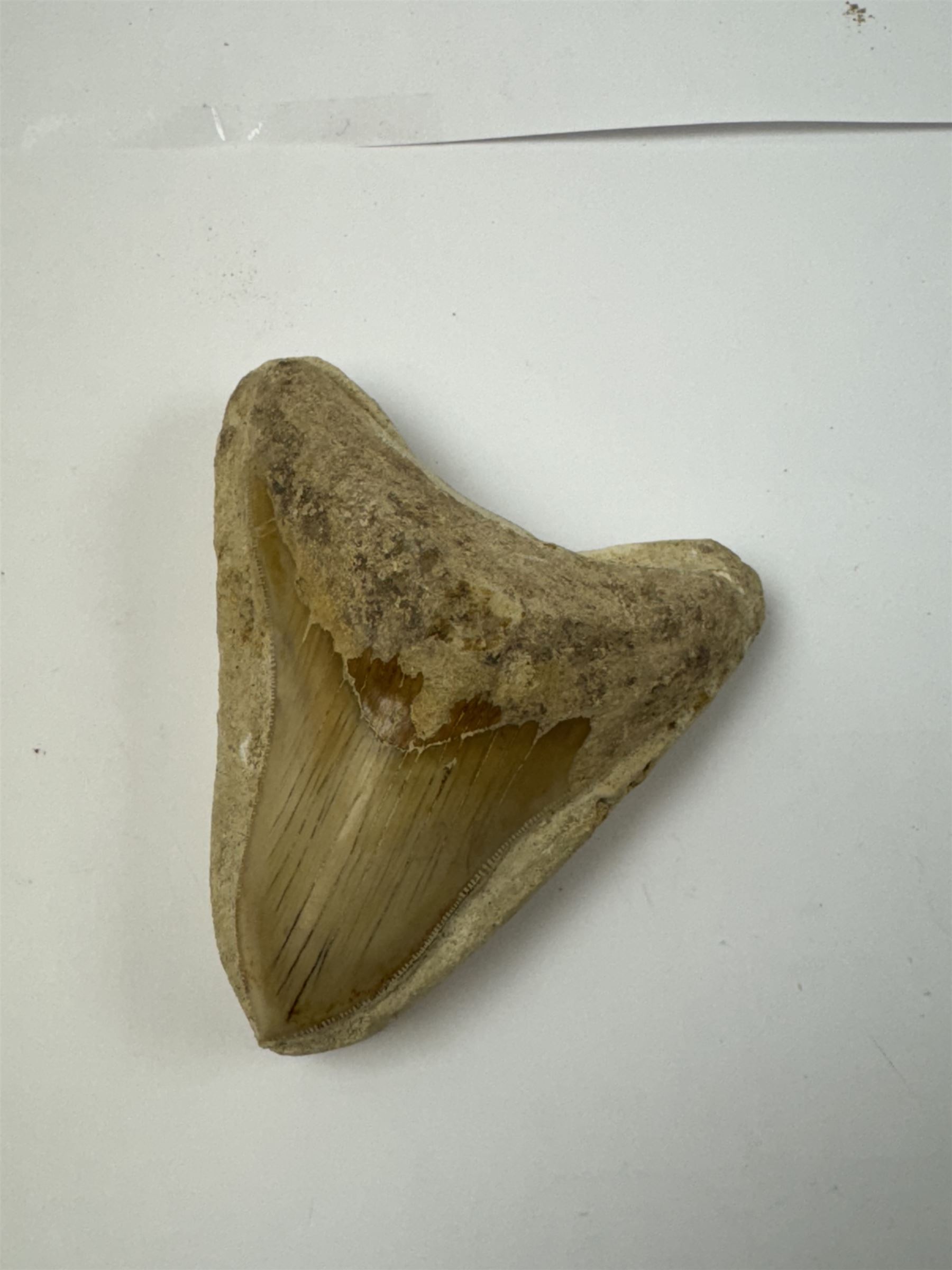 Large Megalodon (Otodus Megalodon) tooth fossil, with fine serrations in a matrix, age; Miocene period location; Java, Indonesia, H10cm, W11cm 
Notes; Believed to have grown as large as 18 metres, the Megalodon was the largest shark and one of the most dominant marine predators ever to have existed. It roamed the ancient seas for around 20 million years until their extinction around 3.6 million years ago. Megalodon teeth vary in colour and ton. influenced and coloured over the millennia by the conditions in which they are preserved