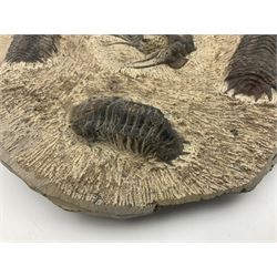 Montage group of trilobites in stone matrix, showing four Crotalocephalina gibba and one Dicranurus monstrosus to the centre, age; Devonian period, location; Morocco, D23cm 