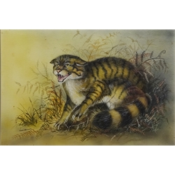 Colin Wilkinson (British 20th century): Study of a Cat, watercolour signed 34cm x 50.5cm  