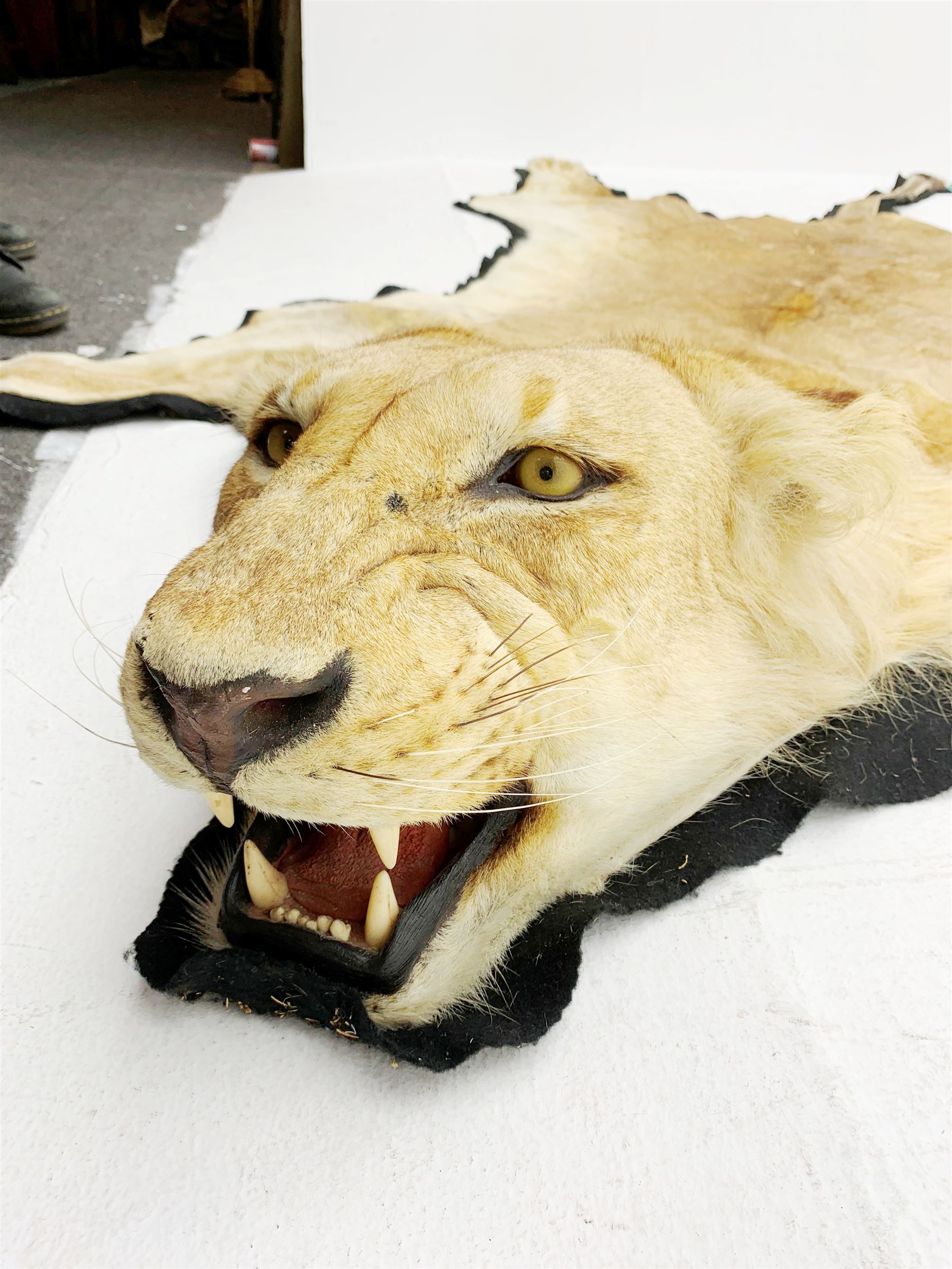 Taxidermy: African Lioness (Panthera Leo), full lioness skin and head mount, with black felt backing, L279cm