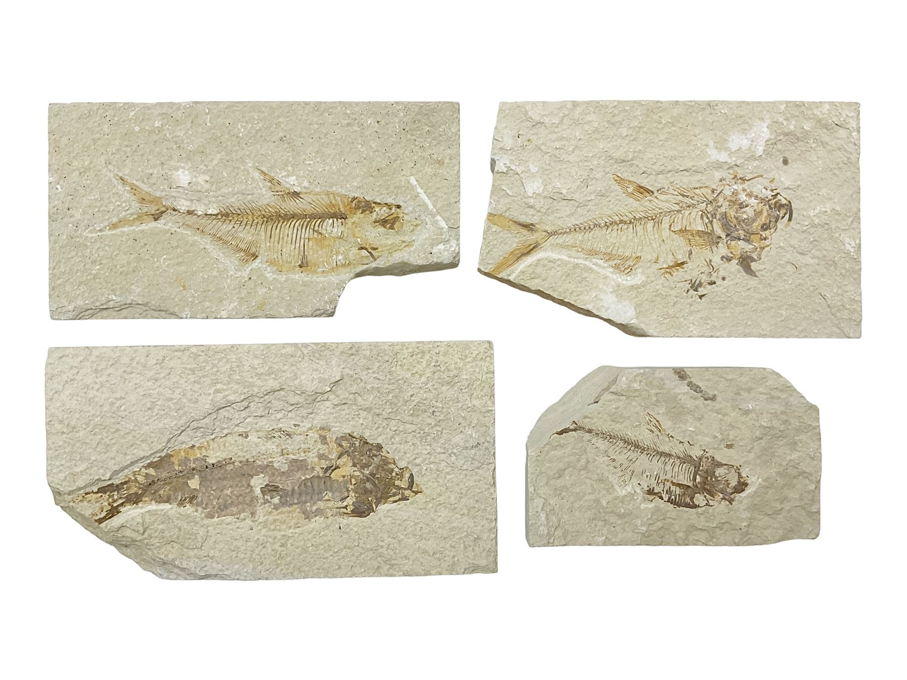 Four fossilised fish (Knightia alta) each in an individual matrix, age; Eocene period, location; Green River Formation, Wyoming, USA, largest matrix H9cm, L17cm