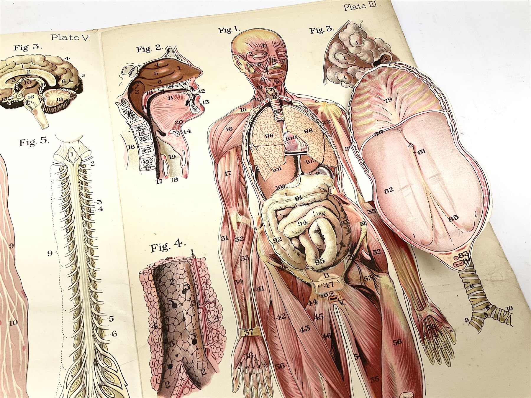 Bailliere's Popular Atlas of the Anatomy and Physiology of the Female Human Body, together with disbound medical books and works of Yorkshire interest, to include Beasley: The Book of Prescriptions, Beasley: Druggist's Receipt Book, Robinson's New Family Herbal, Hartley: Yorkshire Puddin', etc 