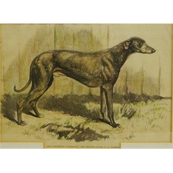  'Stud Greyhound 