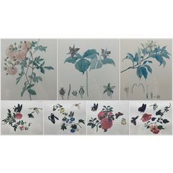 After Franz Andreas Bauer (Austrian 1758