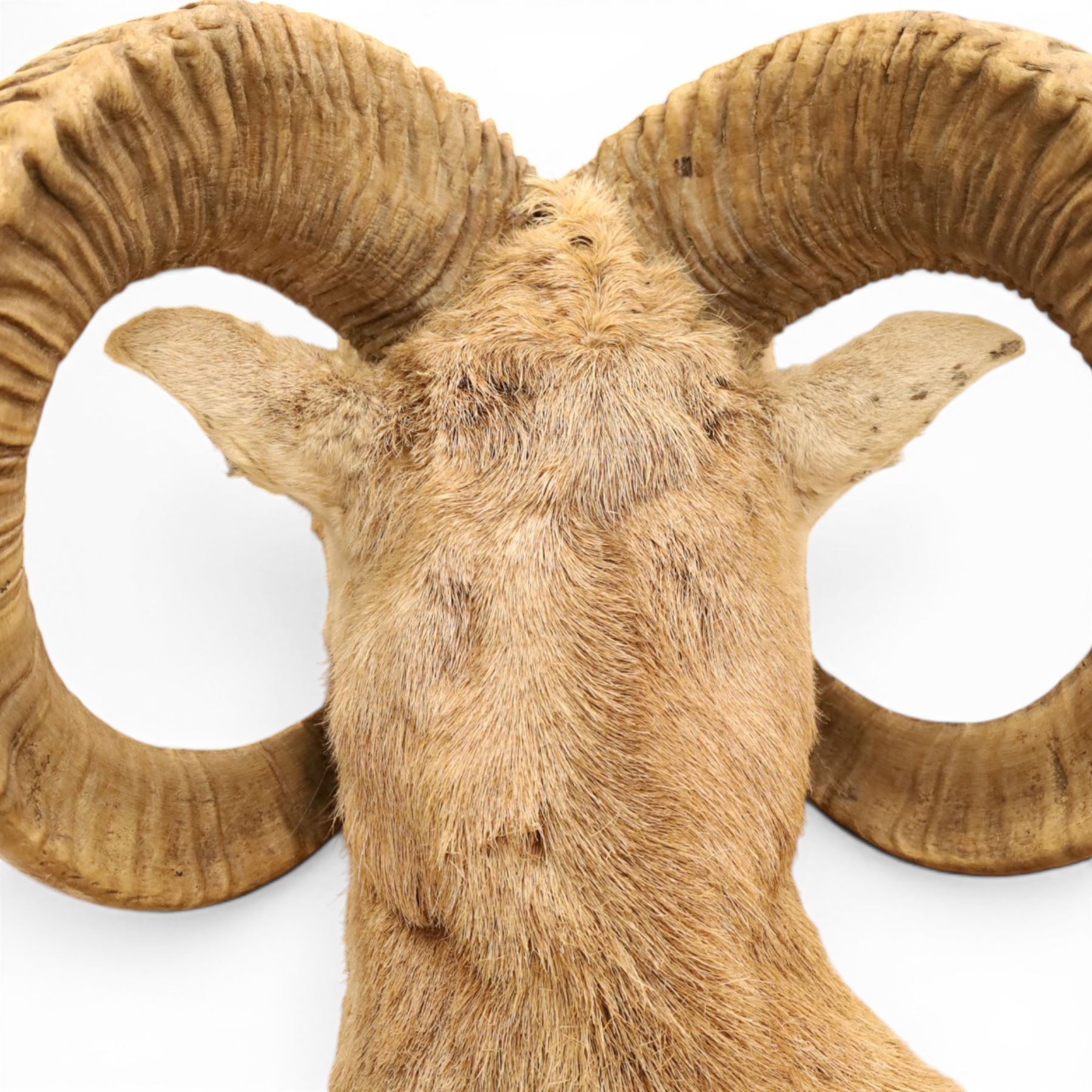 Taxidermy - Mouflon Ram (Ovis gmelini), full adult male mount on open display with front legs raised on naturalistic stand, on raised wooden base, overall W110cm H118cm 