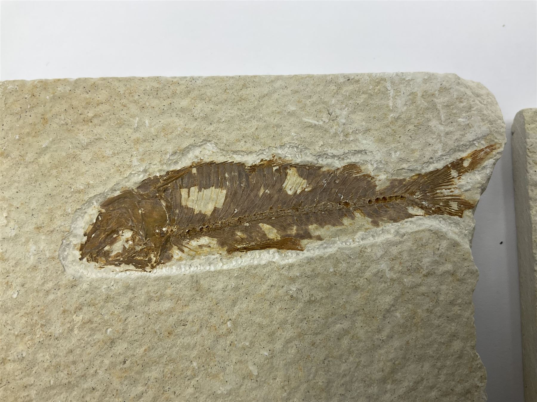 Four fossilised fish (Knightia alta) each in an individual matrix, age; Eocene period, location; Green River Formation, Wyoming, USA, largest matrix H7cm, L9cm