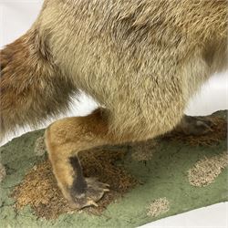 Taxidermy: European Red Fox (Vulpes vulpes), full mount adult on open display with standing alert with ears forward front paw raised, upon a naturalist base, H62cm, L78cm