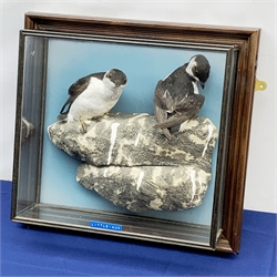 Taxidermy: 20th century cased pair of Little Auks (Alle alle), full mounts standing upon a simulated rocky ledge, set against a light blue painted backdrop, encased within a five pane display case with frame mount, with taxidermy paper label verso detailed David Astley Taxidermist, H38cm L40cm D12.5cm 