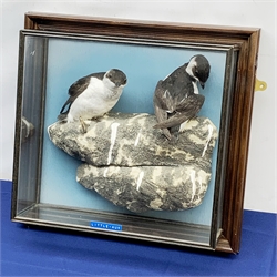 Taxidermy: 20th century cased pair of Little Auks (Alle alle), full mounts standing upon a simulated rocky ledge, set against a light blue painted backdrop, encased within a five pane display case with frame mount, with taxidermy paper label verso detailed David Astley Taxidermist, H38cm L40cm D12.5cm 