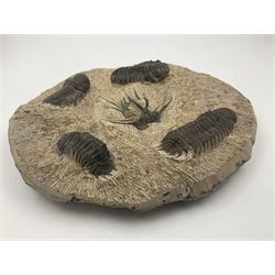 Montage group of trilobites in stone matrix, showing four Crotalocephalina gibba and one Dicranurus monstrosus to the centre, age; Devonian period, location; Morocco, D23cm 