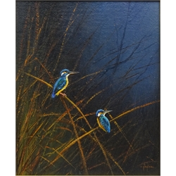 Kingfishers, acrylic on canvas board signed by Mike Nance (British Contemporary) 29cm x 24cm  