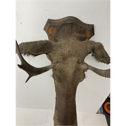 Taxidermy: European Moose (Alces alces), circa September 25th 1876, Norway, young adult male head mount looking straight ahead, mounted upon a wooden double shield, bearing copper shield 'Elk, Norway, A.H.P, Sept 25th 1876'', mount H54.5cm W42.5m, this moose is from the historical collection at Hodnet Hall in Shropshire, home of the Heber family for generations.