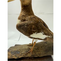 Taxidermy; Oystercatcher (Haematopus ostralegus), stoop upon driftwood upon a stepped wooden base, H35cm 