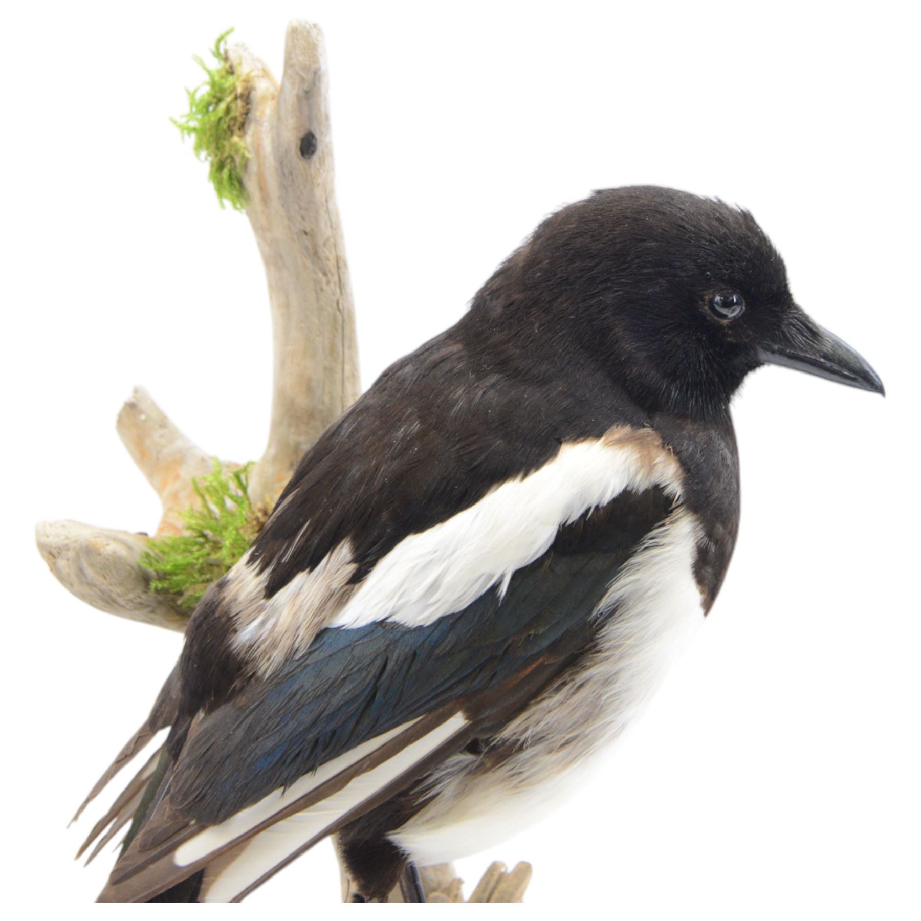 Taxidermy; Cased Magpie (Pica Pica), full adult mount perched upon a branch in a naturalistic setting with roe dear skull to the base, enclosed within glass dome, H52cm