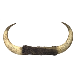 Pair of Scrimshaw decorated Cow Horns, e