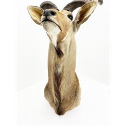 Taxidermy: Greater Kudu (Tragelaphus Strepsiceros), adult male shoulder mount, H170cm