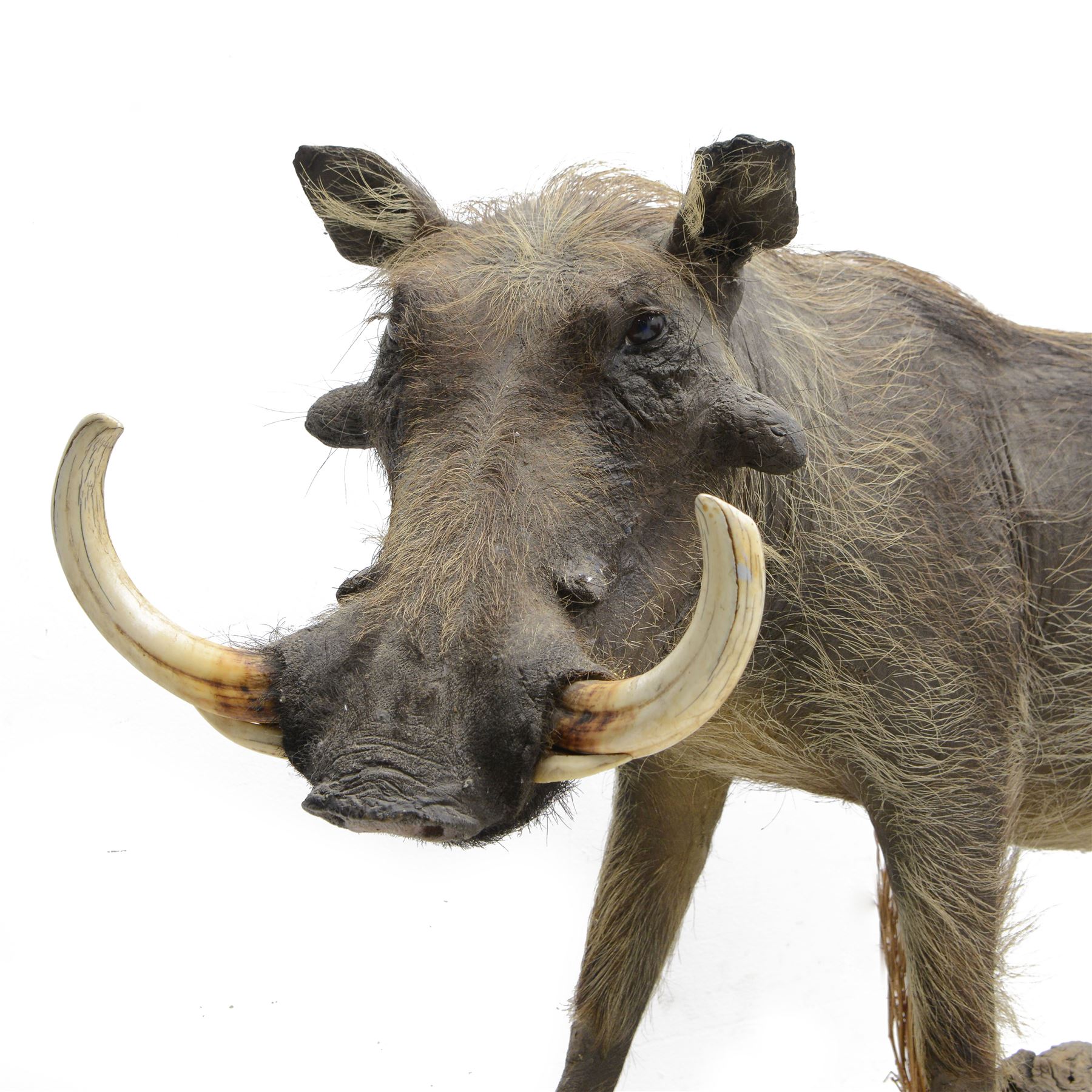 Taxidermy: Common Warthog (Phacochoerus africanus), full mount adult on open display, in running pose, mounted upon a naturalistic rectangular base, H83cm, L140cm