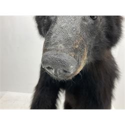 Taxidermy: North American Black Bear (Ursus americanus), full mount juvenile black bear, mounted upon a large faux rock base with natural logs, H122cm