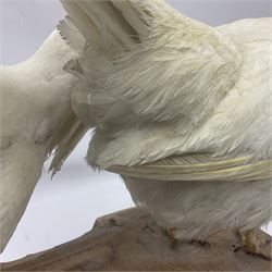 Taxidermy; pair of Common Pheasants (Phasianus Colchicus), white cock and hen adult mounts, upon a wooden base, H51cm  