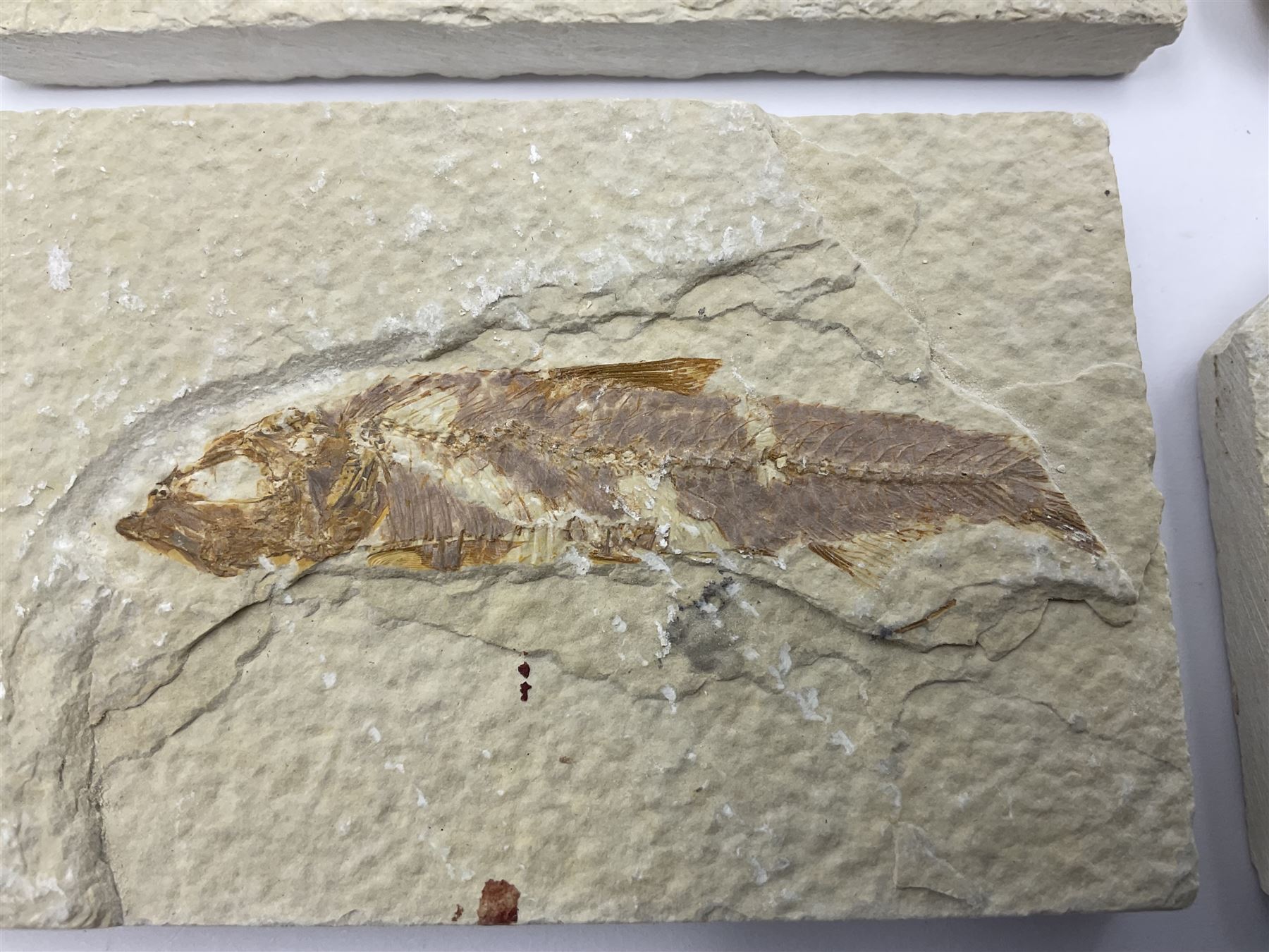 Four fossilised fish (Knightia alta) each in an individual matrix, age; Eocene period, location; Green River Formation, Wyoming, USA, largest matrix H6cm, L11cm