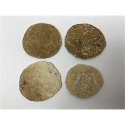 Four fossilised fish (Knightia alta) each in an individual matrix; age; Eocene period, location; Green River Formation, Wyoming, USA, largest matrix H8cm, L10cm
