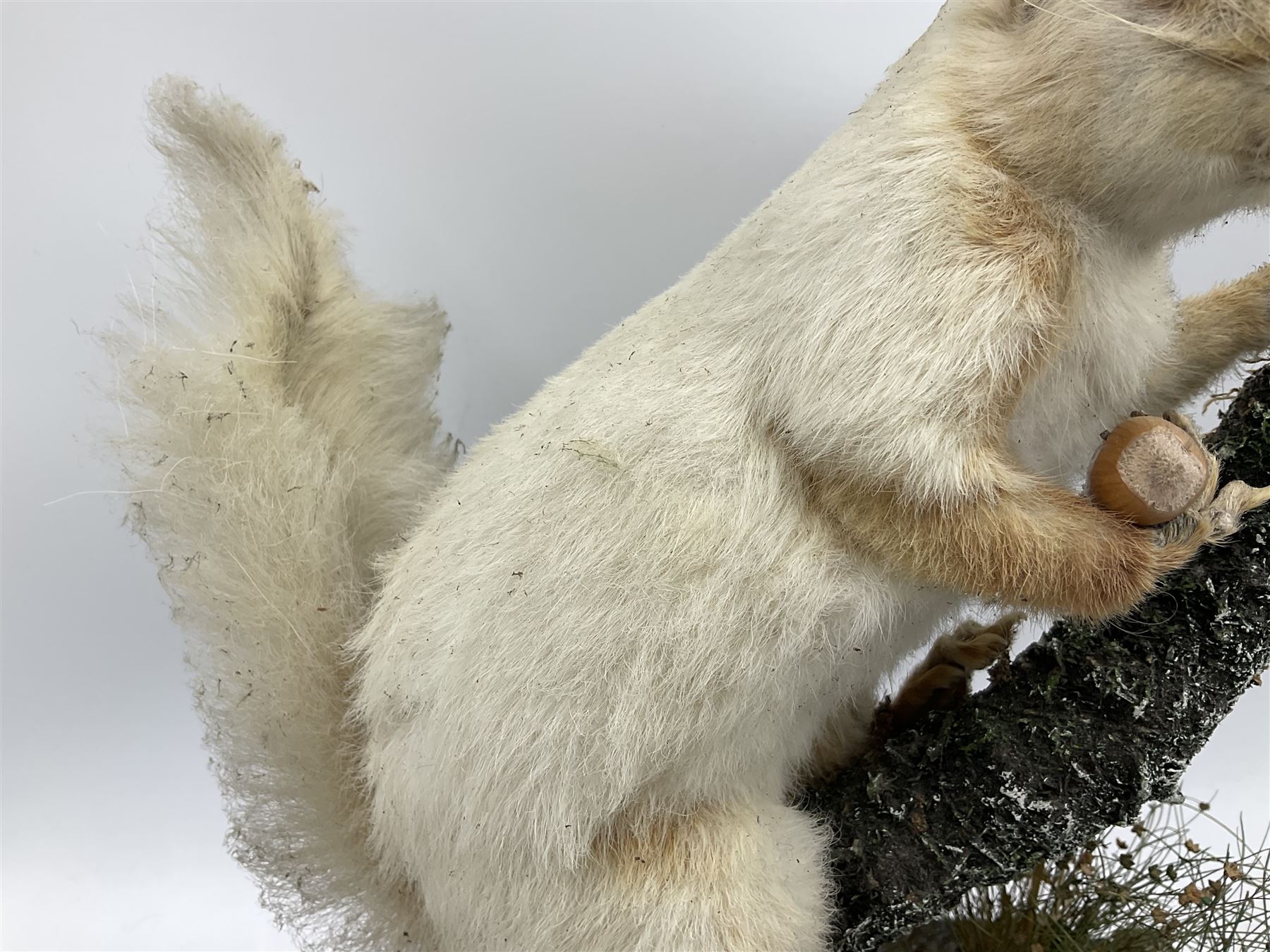 Taxidermy: Victorian cased Red Squirrel (Sciurus vulgaris), full mount holding a hazelnut, upon naturalistic ground, enclosed beneath a period oval glass dome with ebonised base, raised upon four bun feet H44cm D15cm W24cm