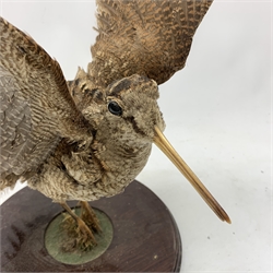 Taxidermy: Curlew (numenius aequath), mounted upon a circular wooden base. 