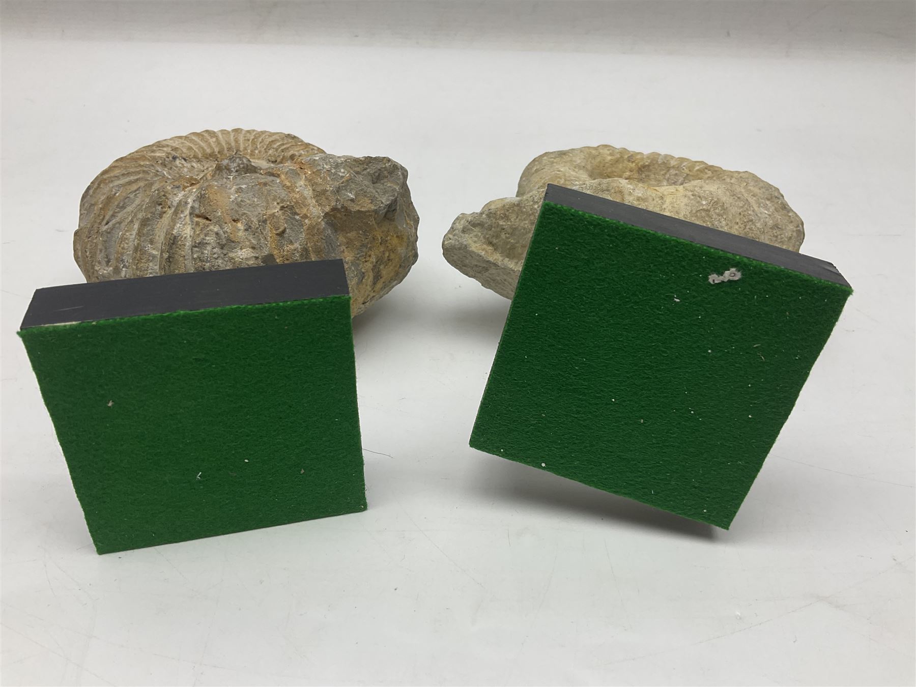 Pair of ammonite fossils, each individually mounted upon a rectangular wooden base, age; Cretaceous period, location; Morocco, H19cm