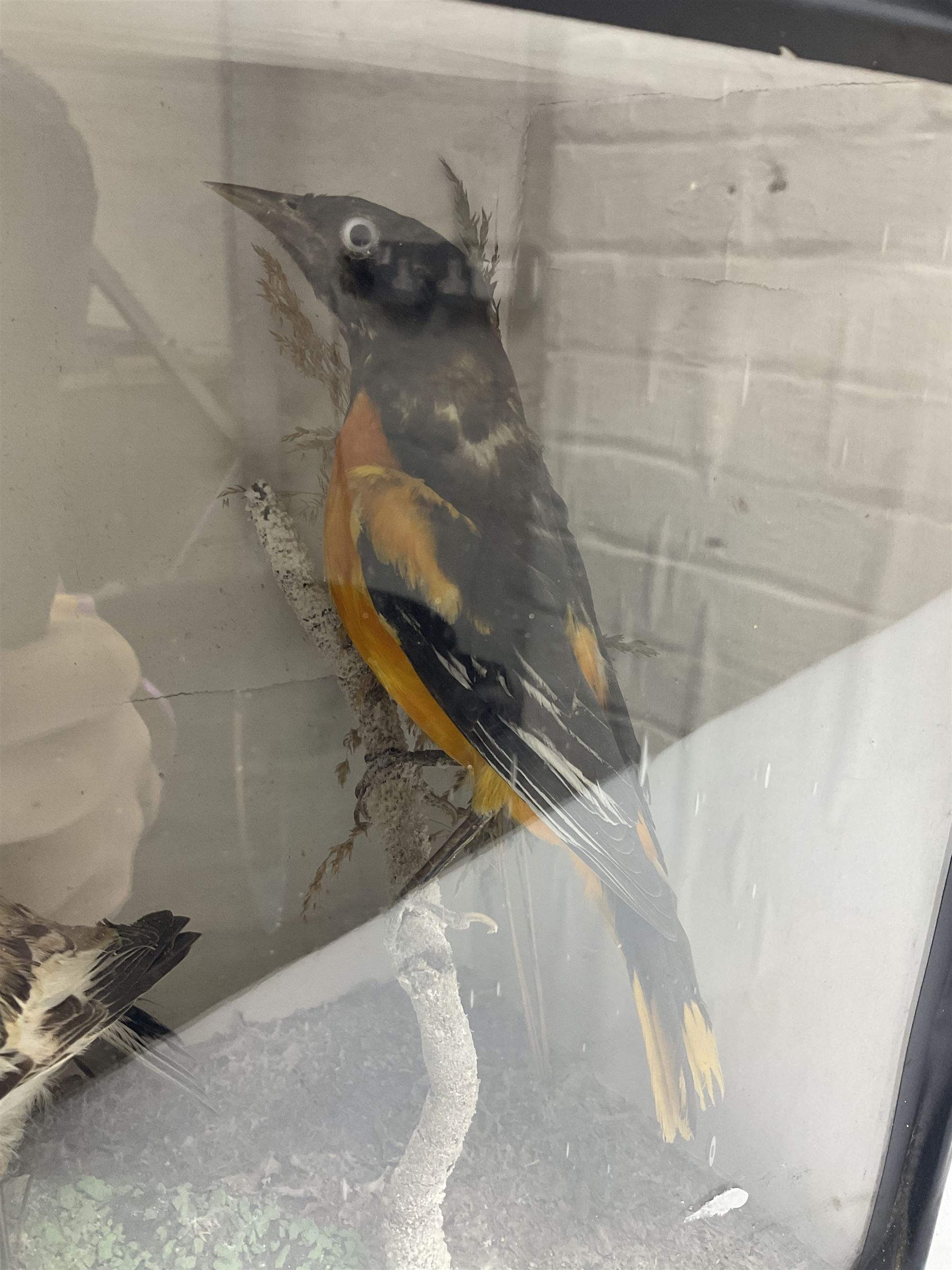 Taxidermy; Victorian cased display of birds, comprising Scarlet Tanager (Piranga olivacea), Campo Troupial (Icterus jamacaii) and Snow Bunting (Plectrophenax nivalis), amidst a naturalistic setting, encased within an ebonised single pane display case, H23cm, L35cm