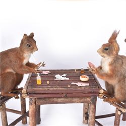 Anthropomorphic Taxidermy: Two red squirrels (Sciurus vulgaris), both seated upon a chair holding playing cards, one smoking a pipe 