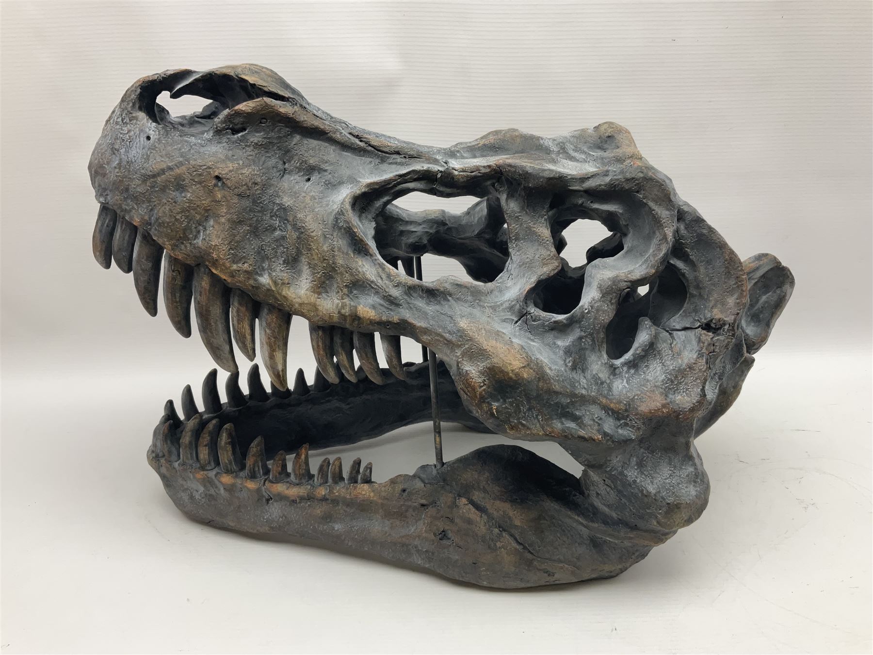Composite model of a T-Rex dinosaur Skull, L50cms, H36cm 