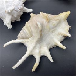 Conchology: selection of conch shells, to include horned examples, largest H17cm, L24cm