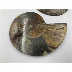 Two ammonite fossil slices, with polished finish, age: Cretaceous period, location: Madagascar, D12cm