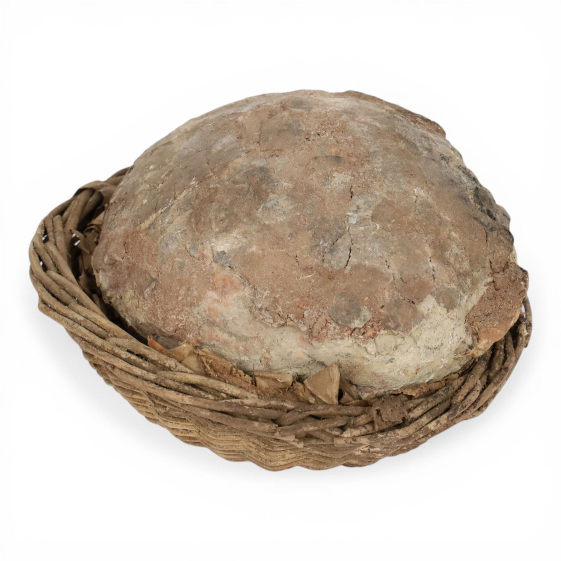 Dendroolithus sp (Hadrosaur) dinosaur egg age; Cretaceous period, location Gobi desert, Mongolia, L20cm