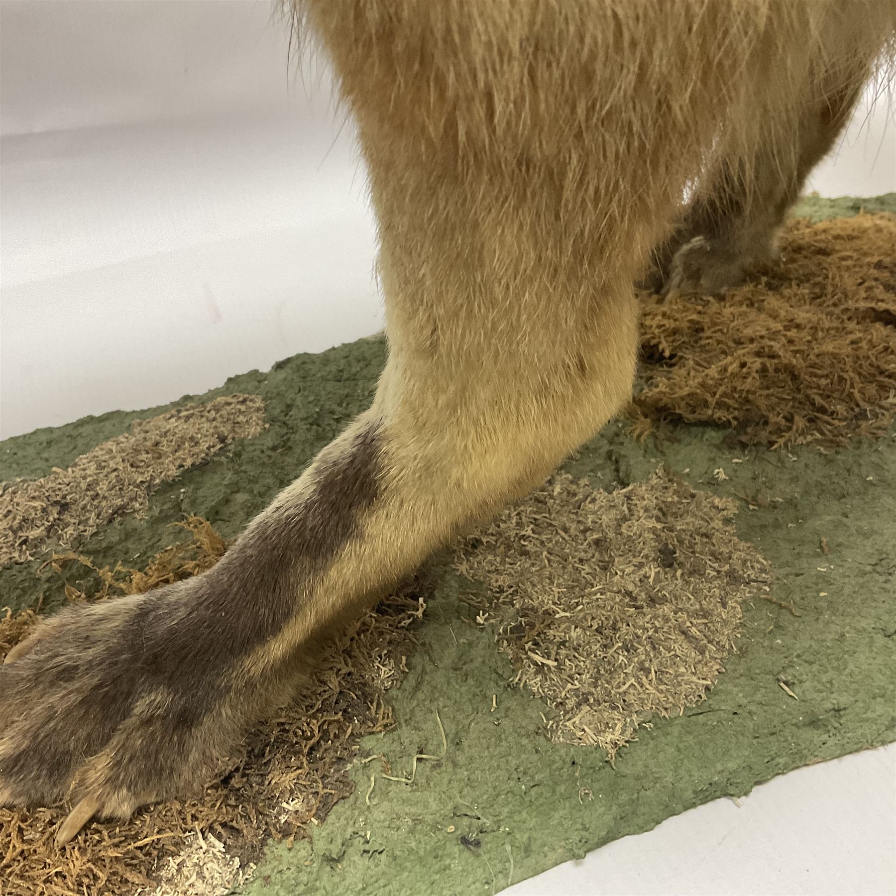 Taxidermy: European Red Fox (Vulpes vulpes), full mount adult on open display with standing alert with ears forward front paw raised, upon a naturalist base, H62cm, L78cm