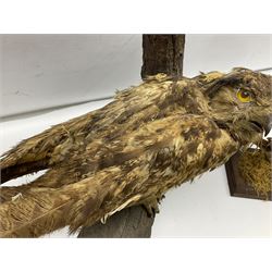 Taxidermy: Long-eared Owl (Asio otus), full adult mount upon a cut tree branch, together with European Sparrowhawk (Accipiter nisus), full adult mount, upon a branch in a naturalistic setting, owl H36cm 