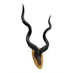 Antlers/Horns: Greater Kudu (Tragelaphus Strepsiceros), Pair of Kudu curved horns on partial skull, mounted on an oak shield, H120cm