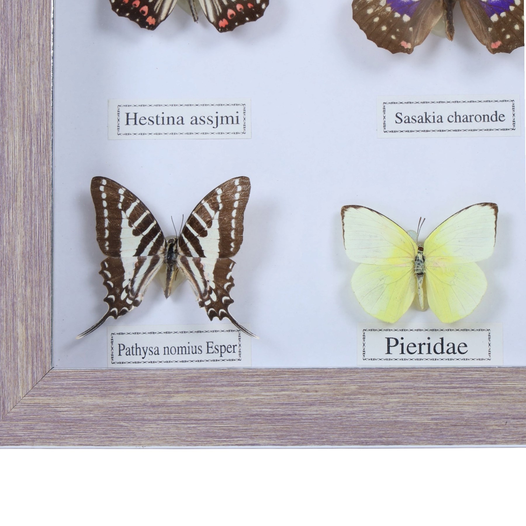 Entomology;  framed butterflies including Vidula sapor, Danidae, Cethosia Bibiis etc, H33cm, L43cm 